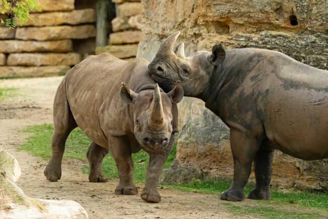 Rhinocéros noirs. 