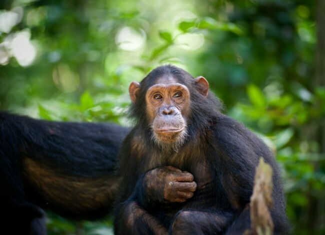 Chimpanzé, bonobo, gibbon… Qui sont ces grands singes ? : Femme Actuelle Le  MAG