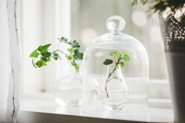 Vase pour plante à oignon Ernst verre 15 cm de ERNST 