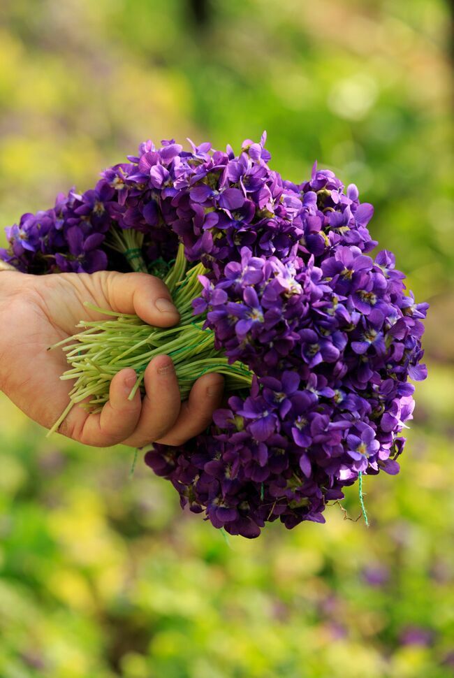On assiste à la fête de la violette à Tourrettes-sur-Loup, le premier week-end de mars, avec chars fleuris, stands de bouquets, dégustation de bonbons, etc.