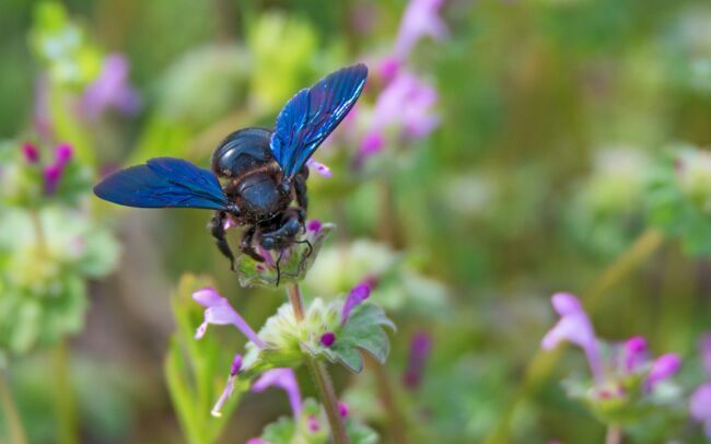 L’abeille charpentière (Xylocopa violacea), énorme (5cm d’envergure), au corps noir et aux ailes bleu marine, également solitaire. 