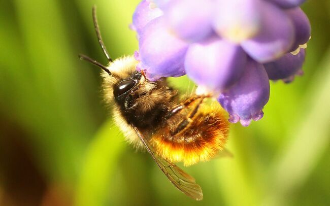 L’abeille maçonne ou osmie (Osmia cornuta), rousse et noire, entièrement couverte de soies, très précoce au printemps et de nature solitaire.