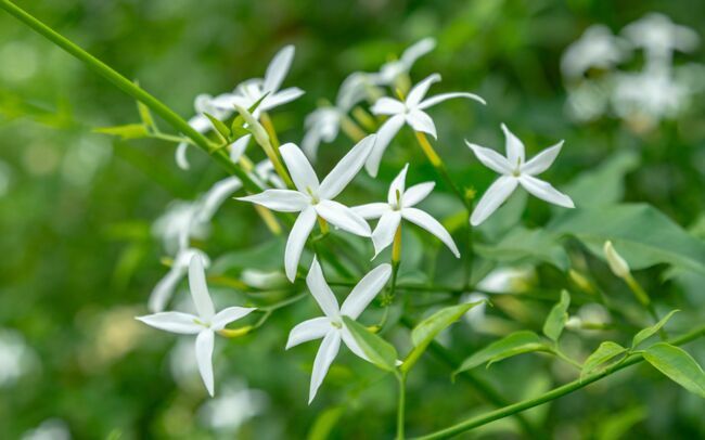 Le jasmin étoilé est une plante à croissance rapide.