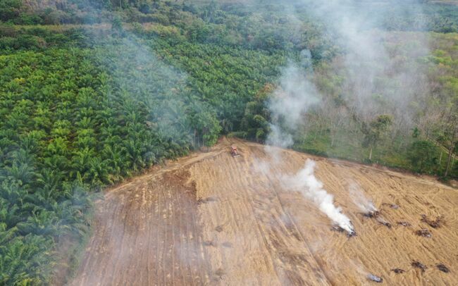 L’ Indonésie a perdu 20 % de sa surface boisée en vingt ans.