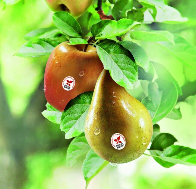 Les juteuses poires et pommes de Savoie.
