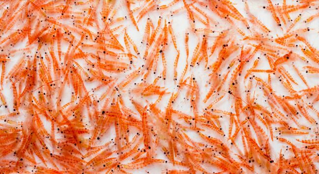 Krill, petits crustacés des eaux froides.