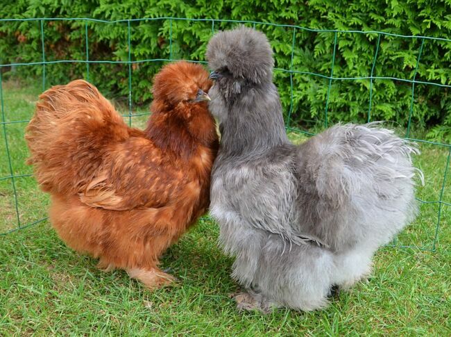 Une poule Soie rouge et une poule Soie bleue.
