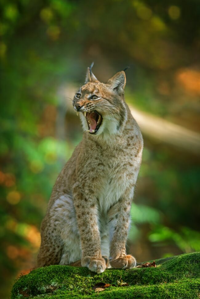 Le lynx boréal.