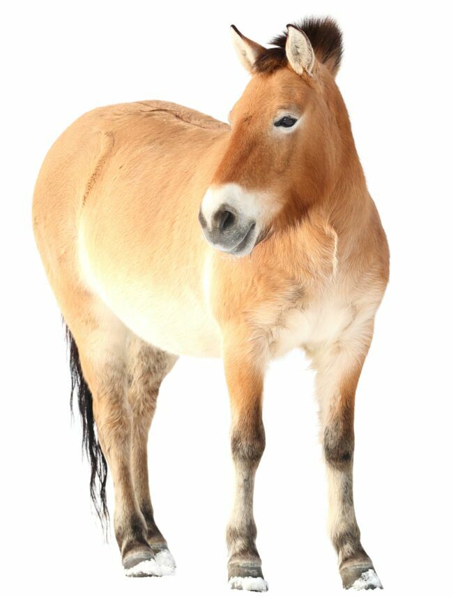 Le cheval de Przewalski.