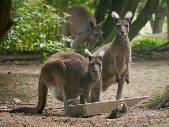Les kangourous gris.
