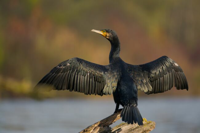 Le grand cormoran.