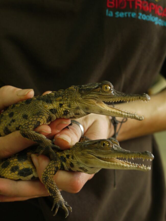 Jeunes crocodiles faux-gavial.