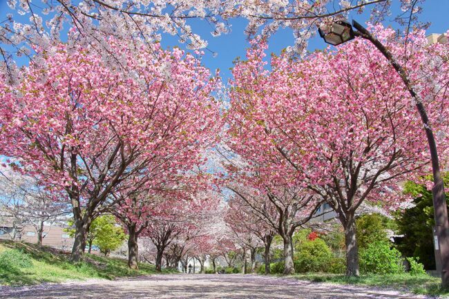 Le cerisier du Japon.