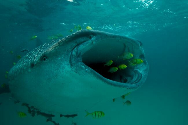 Le requin-baleine possède 3 000 minuscules dents sur 300 rangées.