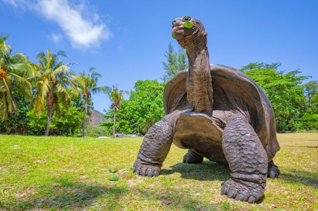 La tortue géante des Seychelles.