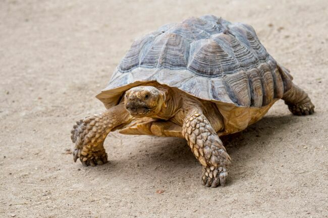 La tortue sillonnée ou tortue à éperons.