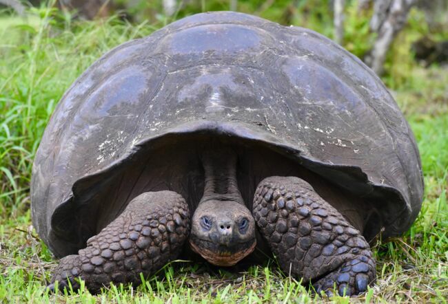 La tortue des Galapagos.