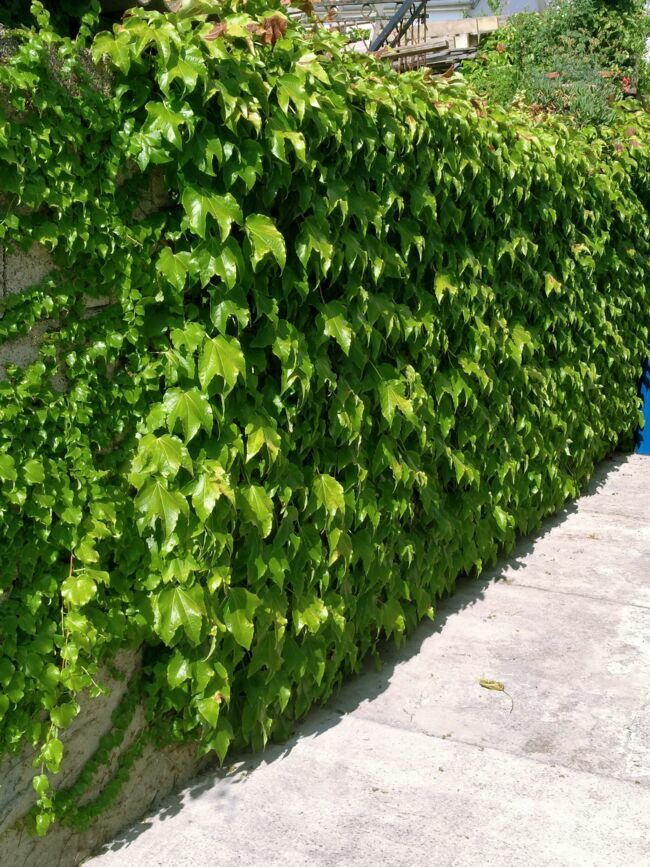 Mur végétal extérieur : plantes, construction et entretien
