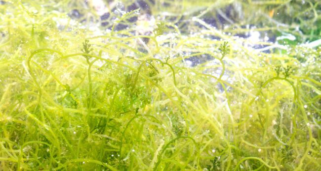 La spiruline peut être associée à la fois à une algue ET à une bactérie. 