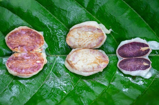 Des fèves fraîches tranchées en deux. Leur couleur donne une indication sur la variété du cacao.