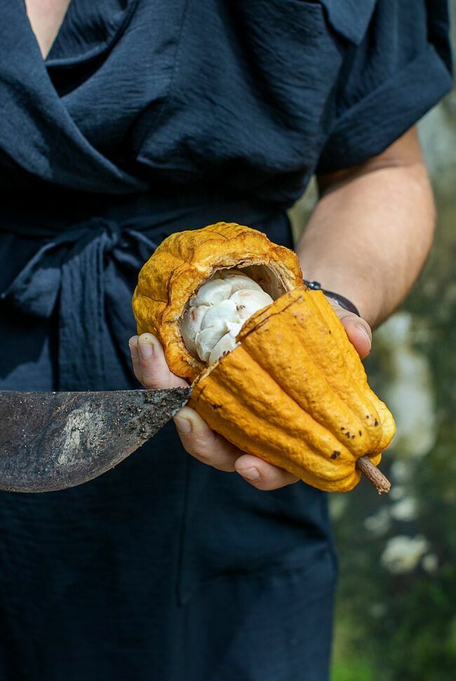 Une cabosse de cacao, fraîchement cueillie et ouverte, laisse apparaître les fèves sous le mucilage blanc.