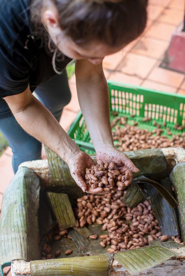 Pendant la fermentation, dans des caisses fermées, les fèves de cacao sont régulièrement brassées.