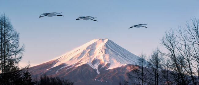 Grues du Japon avec le mont Fuji en arrière-plan.