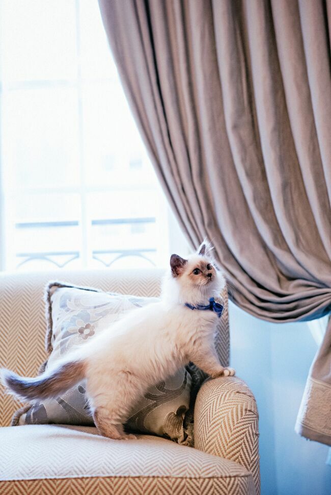 Socrate, le magnifique chat sacré de Birmanie du Bristol.