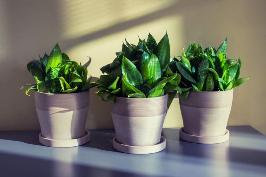 5 plantes à adopter quand on n’a pas la main verte