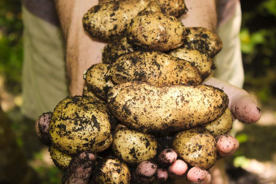 Pour restaurer les sols et protéger la biodiversité, plantez des patates !