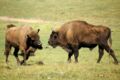La réserve biologique des monts d’Azur : les bisons d’Europe étaient proches de l'extinction