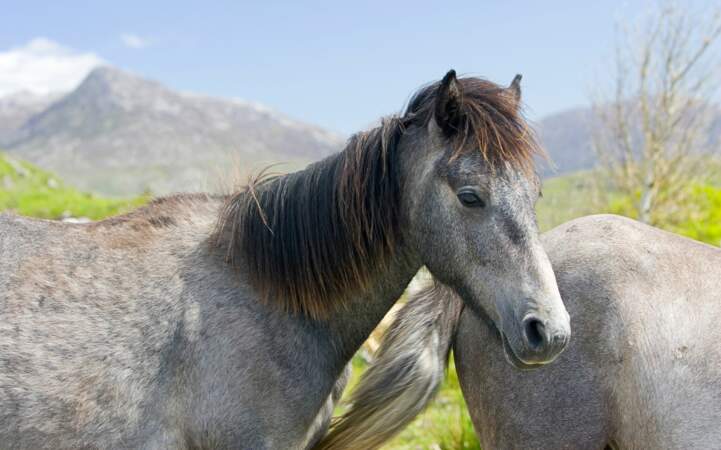 Le Connemara, un poney de la région