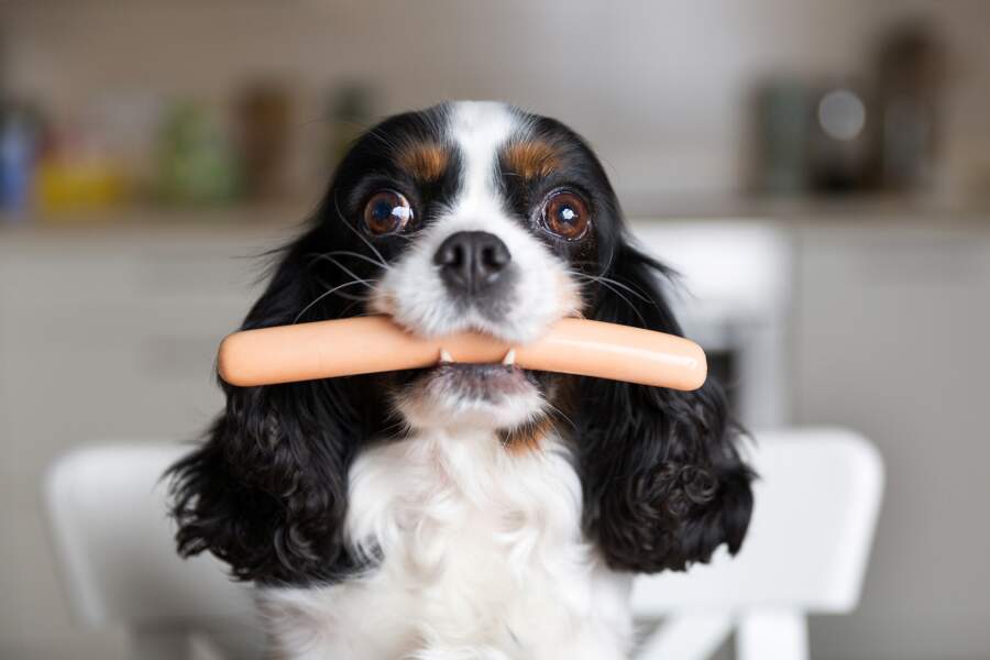 6 aliments qu'il ne faut surtout pas donner à manger à son chien