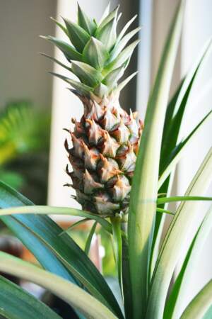 Anti-gaspi : l’astuce pour transformer son ananas en plante d’intérieur