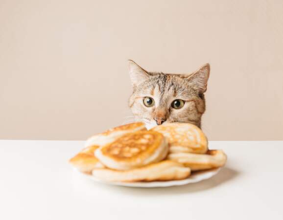 6 aliments qu'il ne faut surtout pas donner à manger à son chat