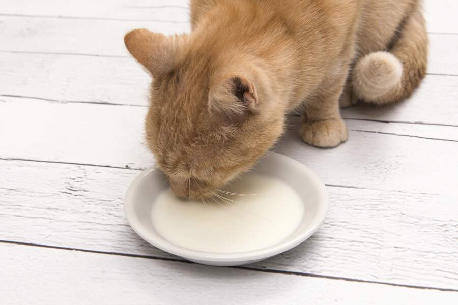 Pourquoi il ne faut absolument pas donner de lait à son chat ?