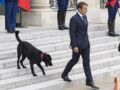 Le président Emmanuel Macron et son chien Nemo, sur le perron du palais de l'Élysée