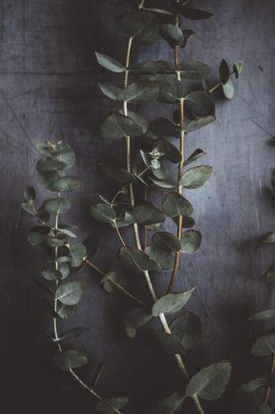 Douleurs articulaires : menthe poivrée et eucalyptus citronné