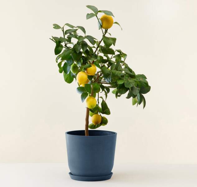 Un citronnier prêt pour la récolte