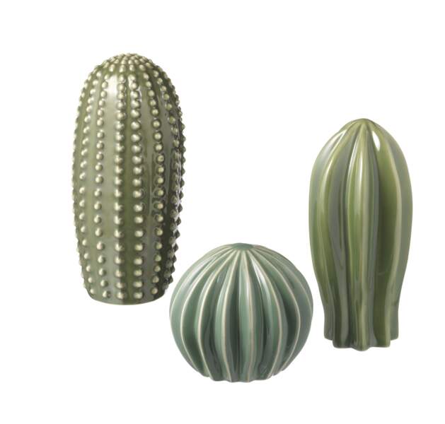 Des cactus chic