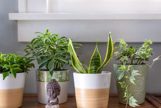Gel d'arrosage : l'astuce géniale pour conserver ses plantes d'intérieur pendant les vacances