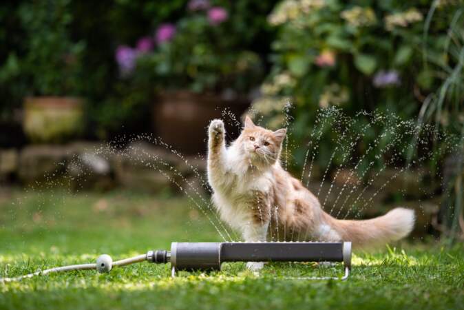 Chiens / chats : comment reconnaître les symptômes d'un coup de chaleur ?