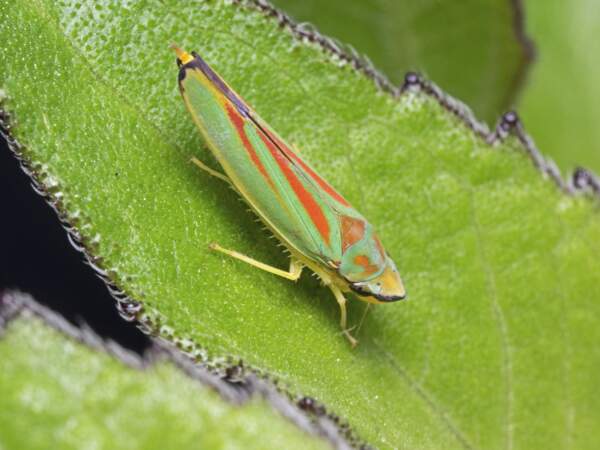 La cicadelle 