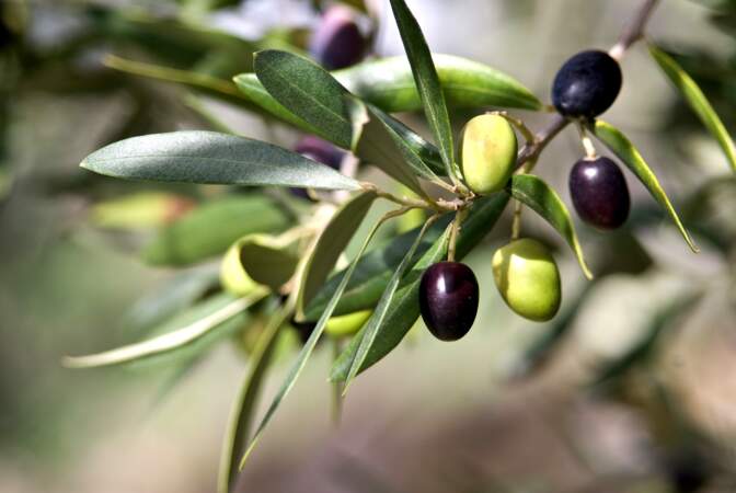 L’olive 