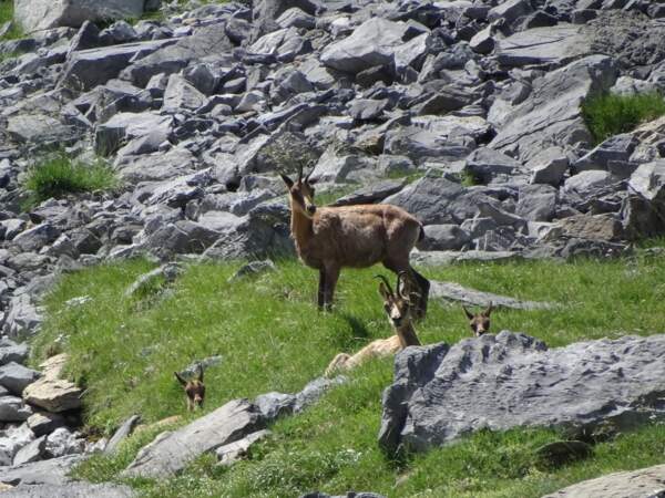 Le parc national des Pyrénées : les isards, cousins des chamois alpins