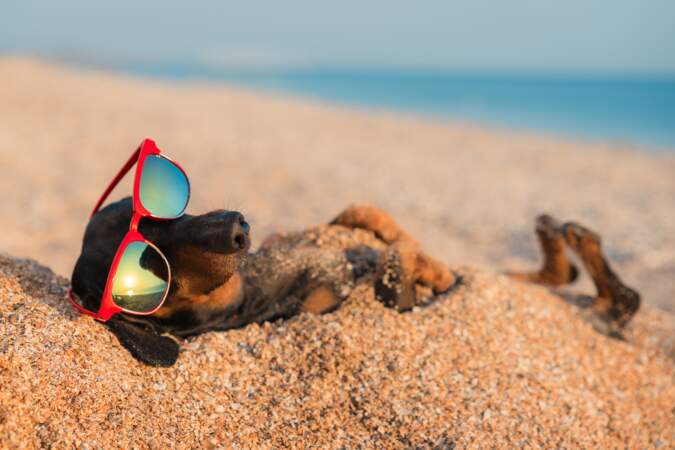 Été 2022 : où partir en vacances avec son chien ?