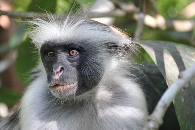 Un singes colobe, hôte du parc national de Jozani