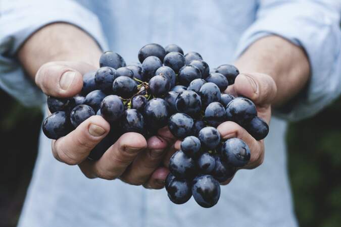 Nos conseils pour bien choisir, préparer, conserver et déguster le raisin de table
