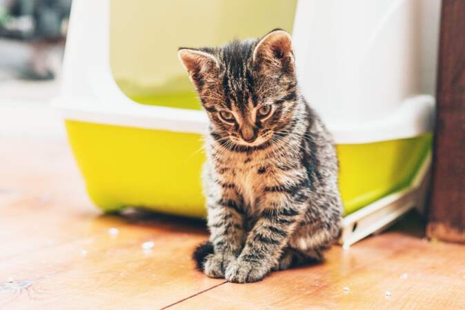 Comment faire la litière de son chat soi-même ?