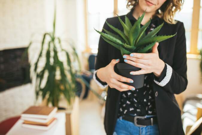 Aloe vera : 5 conseils pour cultiver cette plante d’intérieur